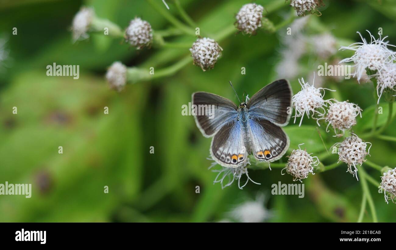 Gram Blue butterfly with pattern similar orange eyes on blue and black wing,Tropical insect seeking nectar on Bitter bush or Siam weed blossom Stock Photo