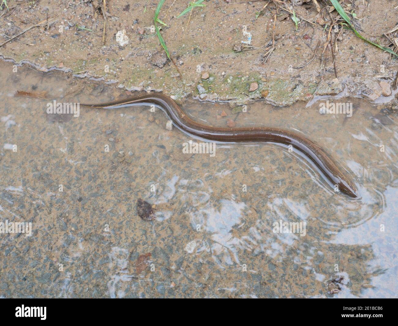 Eel in shallow water, A long fish like a snake on wet dirt land in Thailand Stock Photo