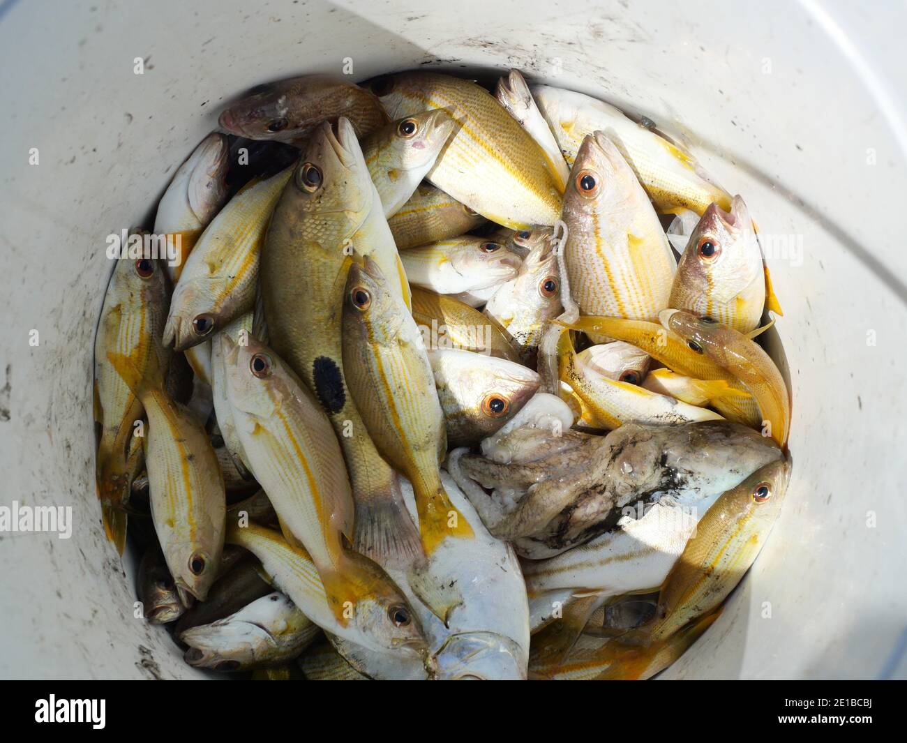 Bigeye snapper fishes in white container, Sea fish with octopus in Thailand Stock Photo