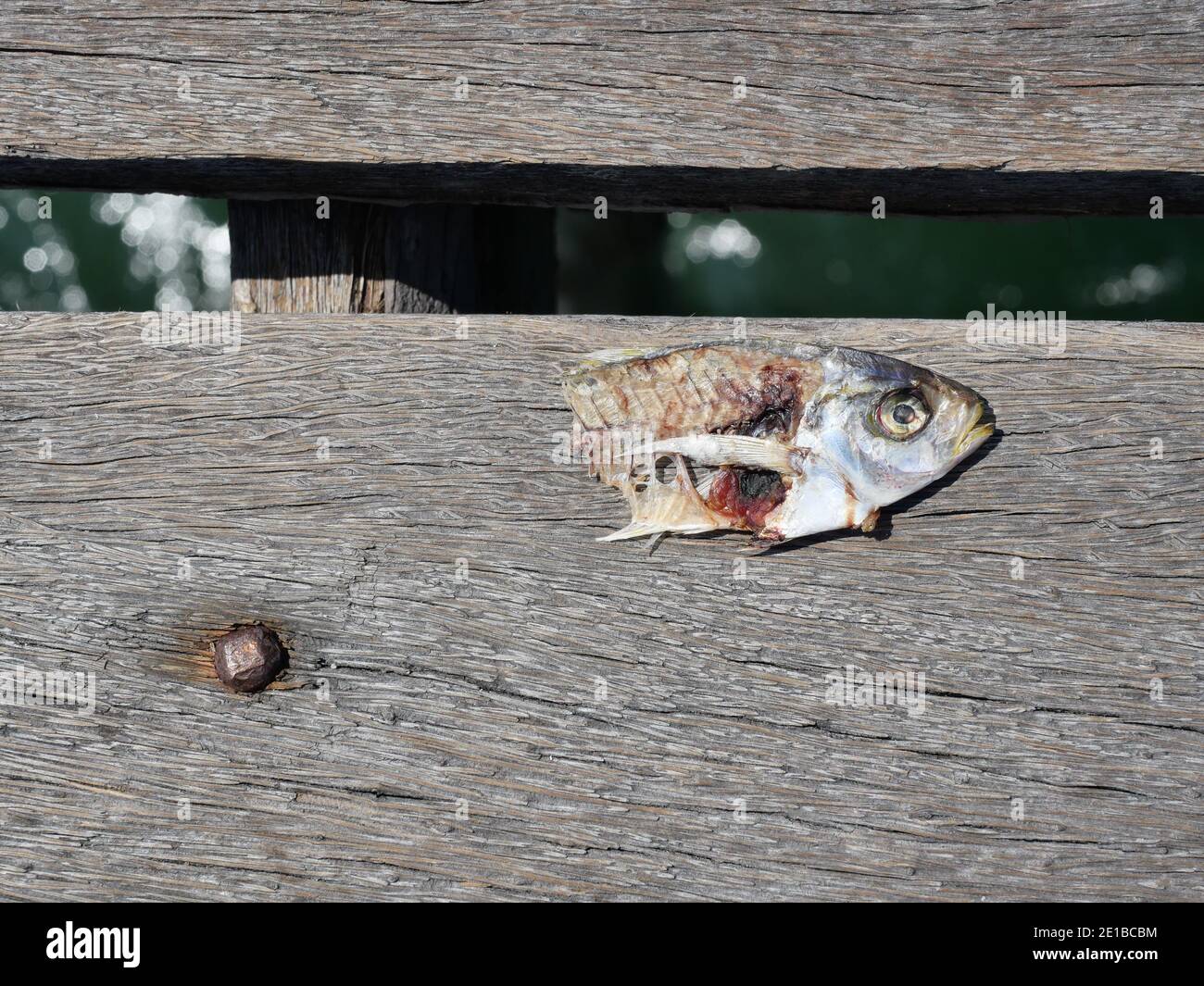 Head and torn body of fish carcass on brown plank with green color water in background Stock Photo