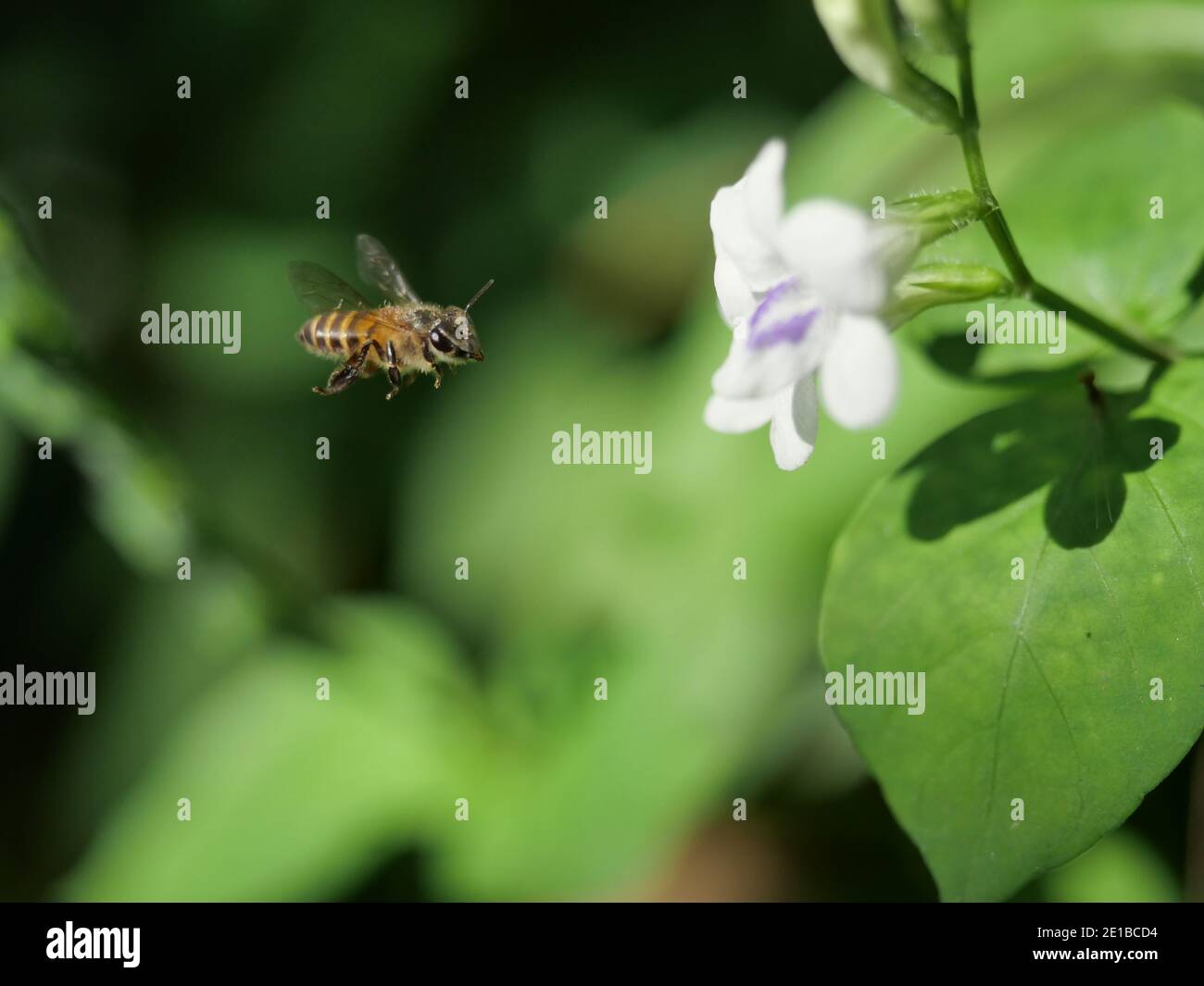 Honey Bee seeking nectar on white Chinese violet or coromandel or creeping foxglove ( Asystasia gangetica ) blossom in field with natural green Stock Photo