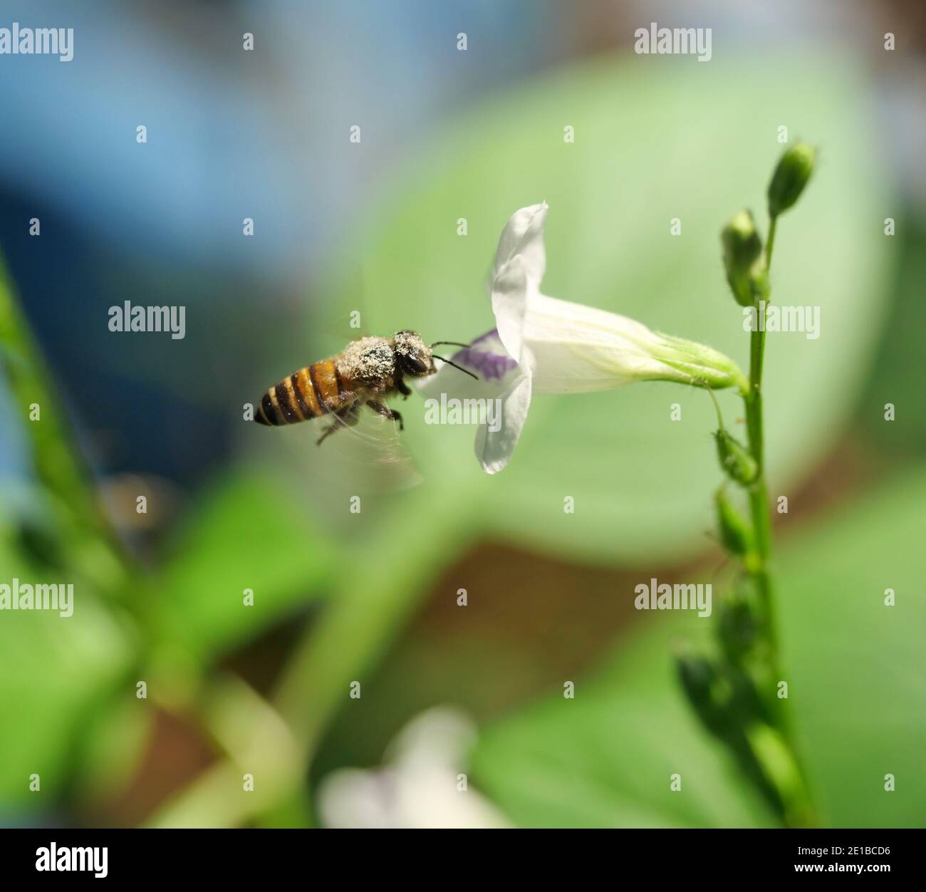 Honey Bee seeking nectar on white Chinese violet or coromandel or creeping foxglove ( Asystasia gangetica ) blossom in field with natural green Stock Photo