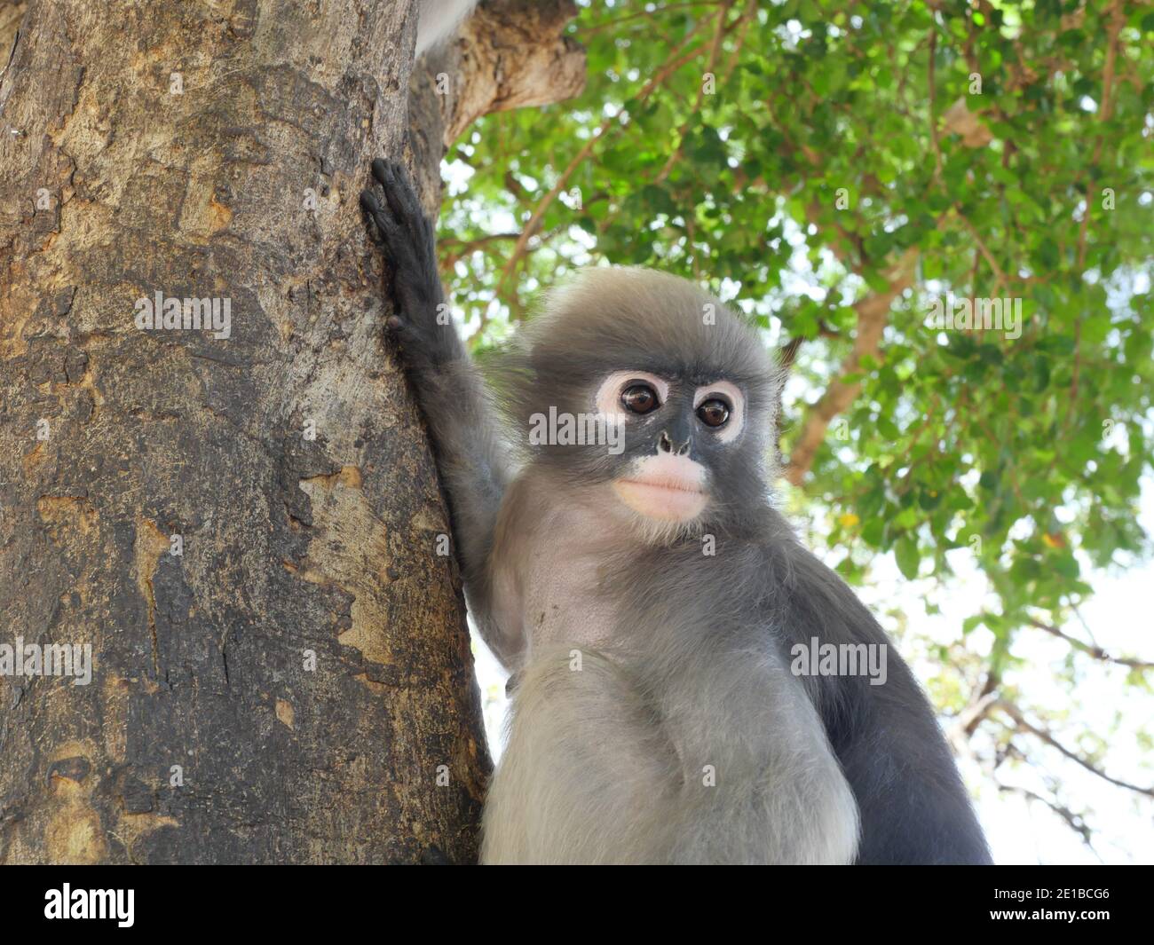 Dusky leaf monkey ( Spectacled langur ) sitting on tree in forest, Prachuap Khiri Khan Province, Thailand Stock Photo