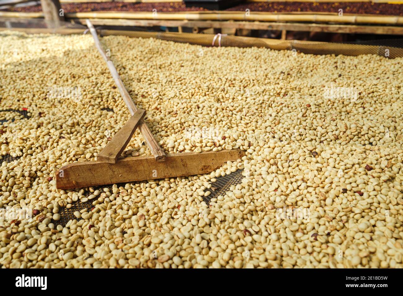 Coffee processing,Parchment coffee Dry in the coffee house Stock Photo