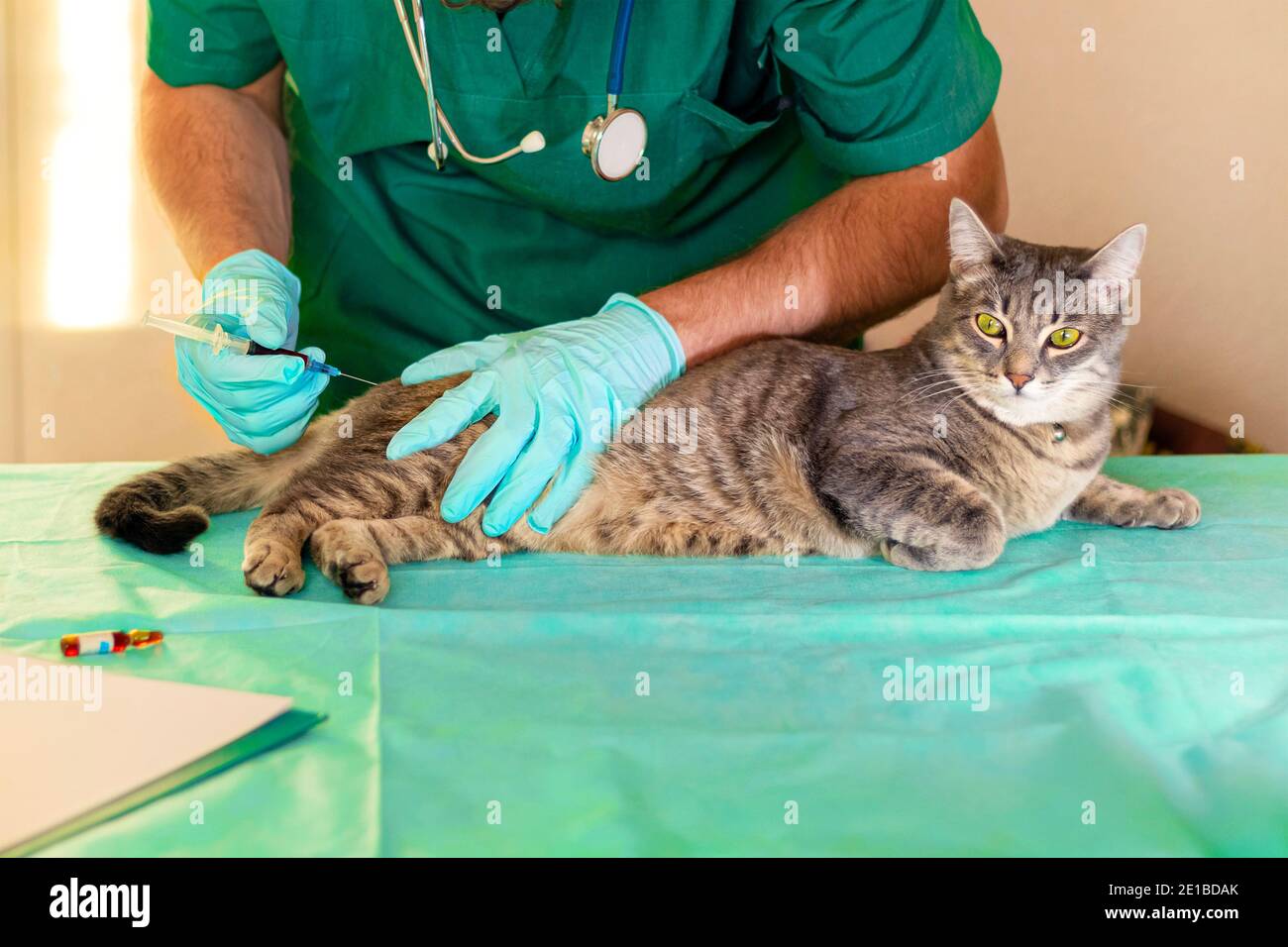 Cat care cheap vet clinic