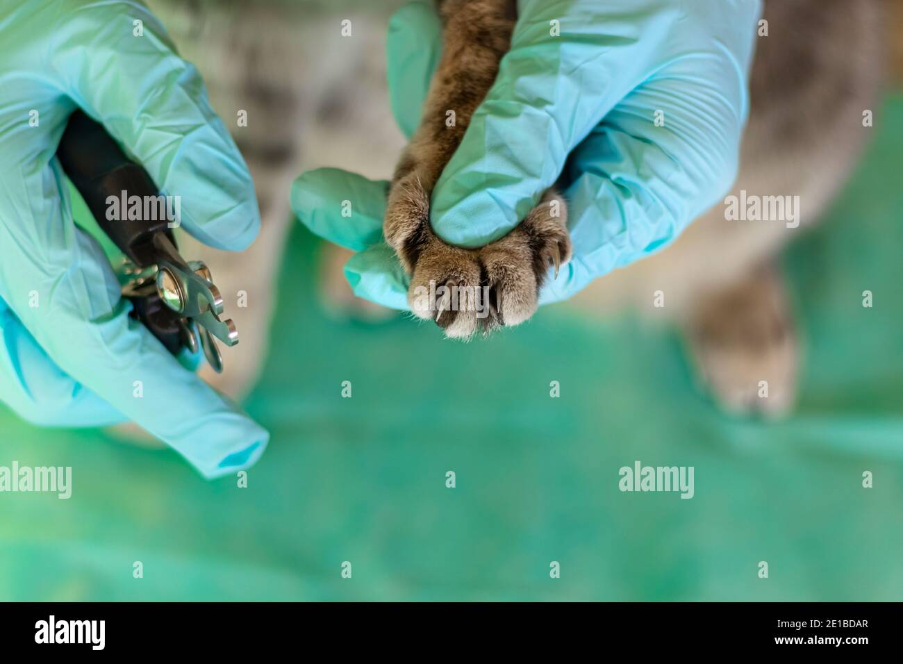 Picture of Male hands in medical gloves trim the claws of a cat. Cat's getting a ...