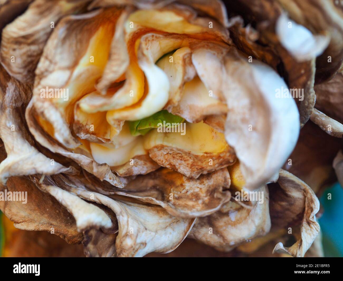 Still beautiful. Closeup of dying Gardenia flower, it's creamy petals