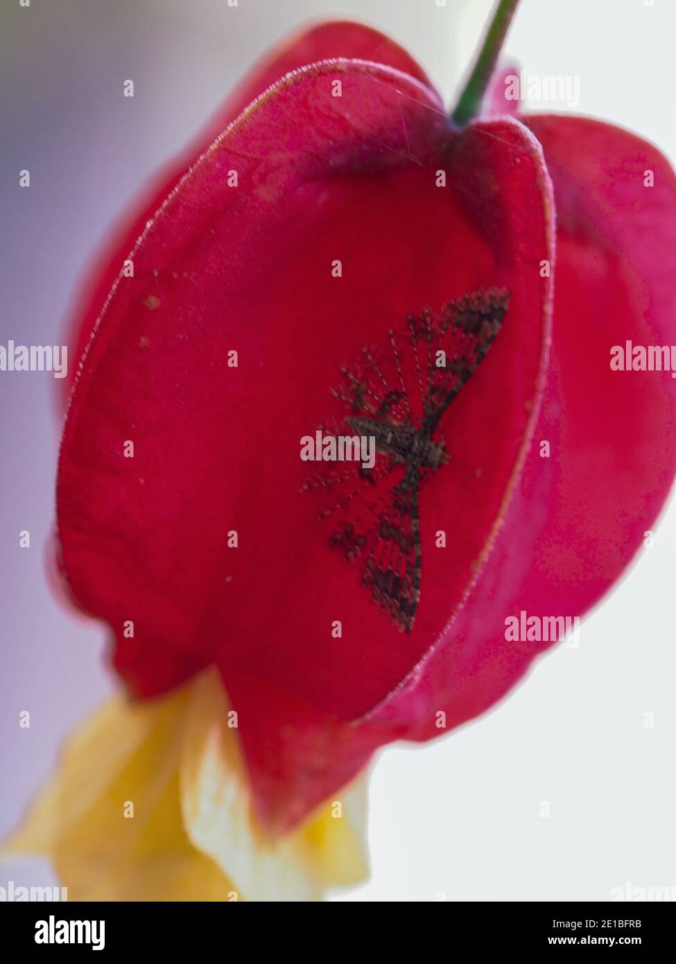 Flower macro, A Scarlett red Brazilian Bell Flower with a tiny moth