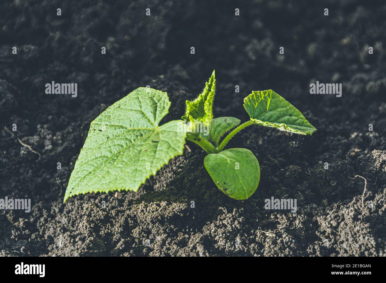 Young shoots with green cucumber leaves on farm. Growing vegetables in garden. Stock Photo