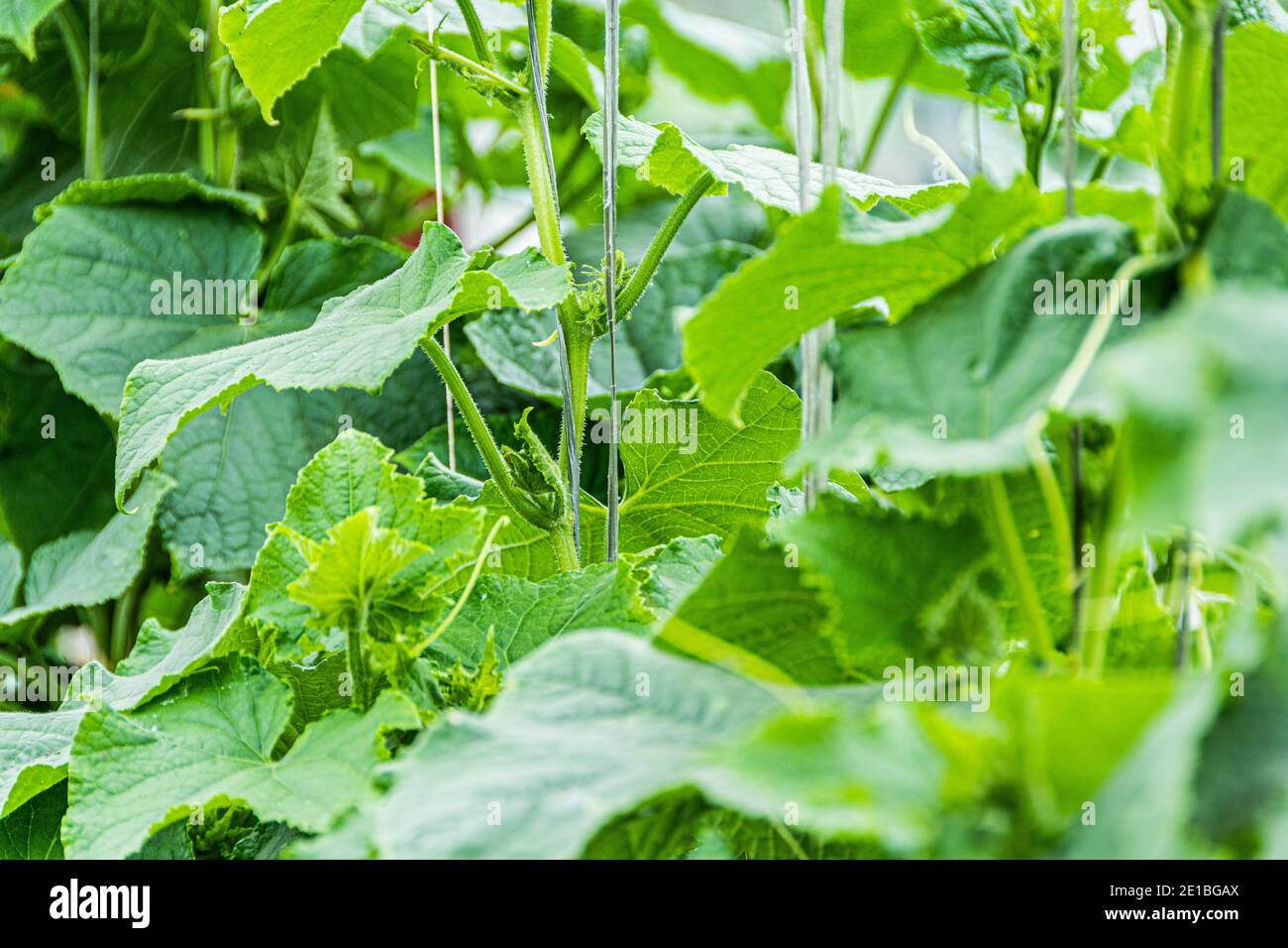 Green cucumber shoots with leaves in farmer greenhouse, young cucumber bushes without foetus Stock Photo