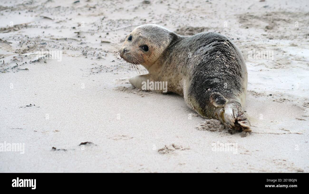 seal lying on the beach Stock Photo - Alamy