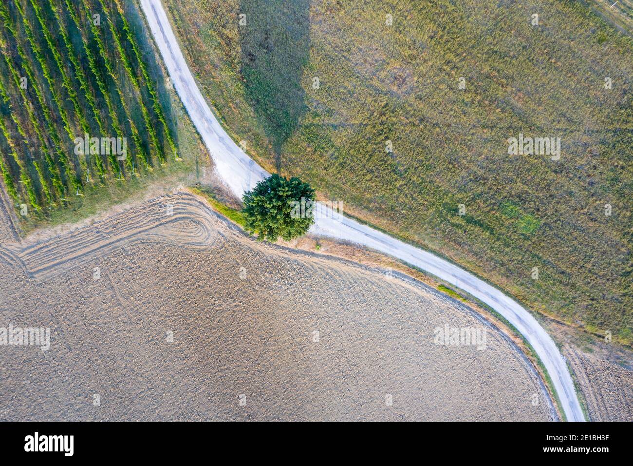 Top down view of a solitary tree on a S shaped road in the Italian countryside outside Fabriano, Marche. Drone capture. Stock Photo