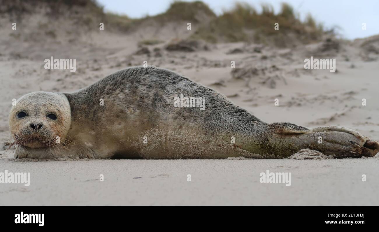 seal lying on the beach Stock Photo - Alamy