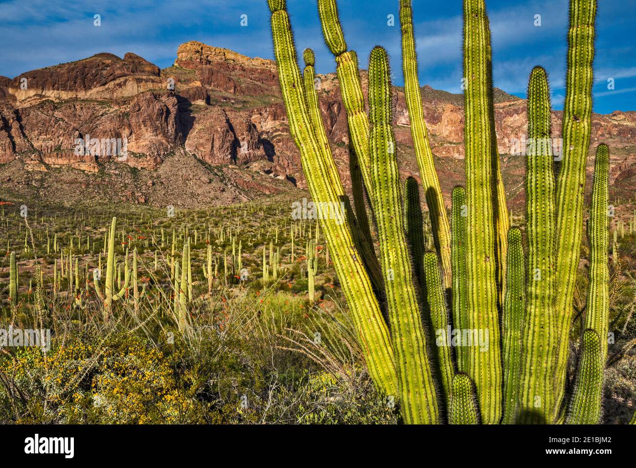 Organ pipe, saguaro cacti, Ajo Range behind, Ajo Mountain Drive, Sonoran Desert, Organ Pipe Cactus National Monument, Arizona, USA Stock Photo