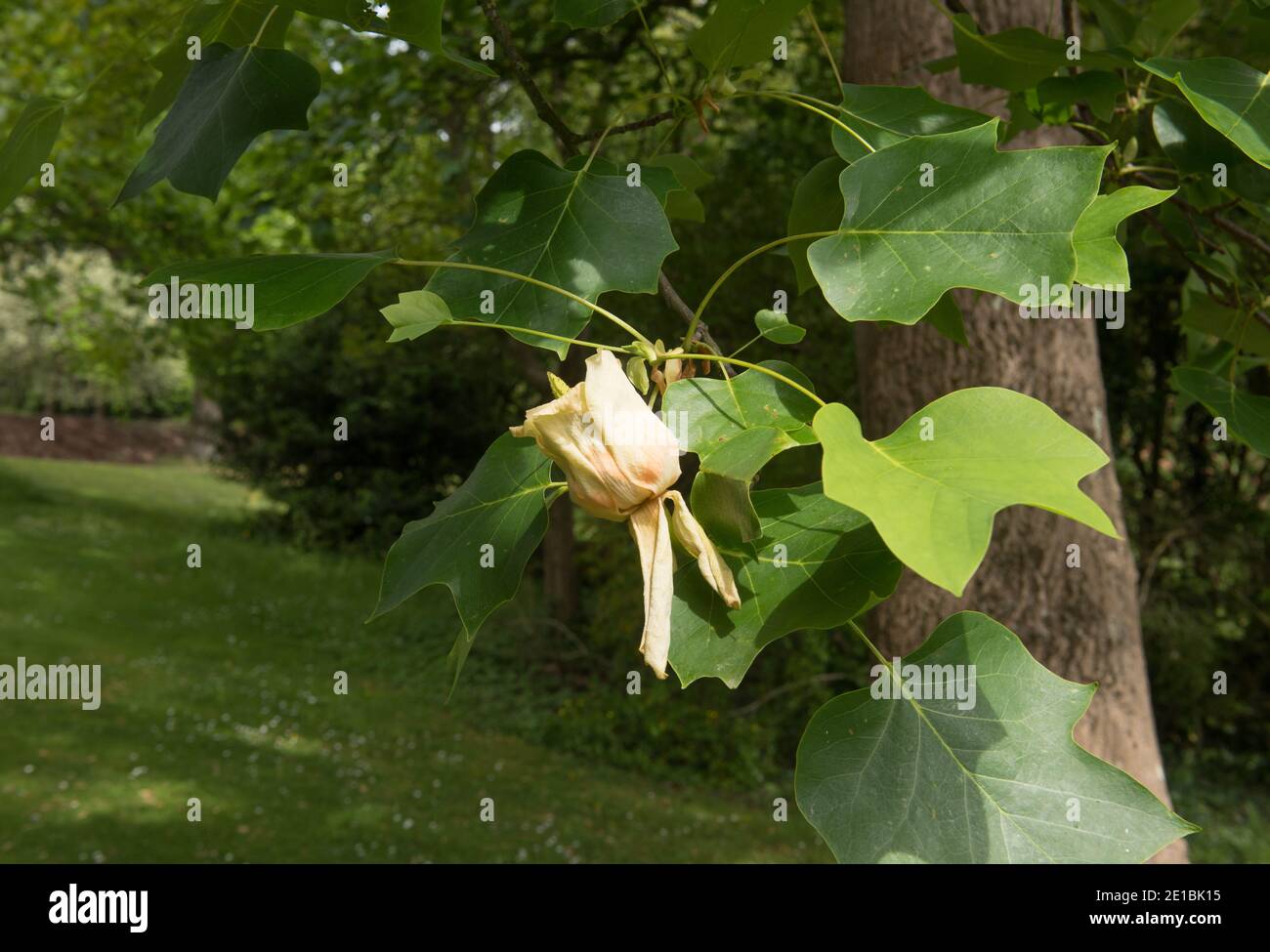 Summer Foliage and Flowers on a Tulip Tree (Liriodendron tulipifera) Growing in a Garden in Rural Somerset, England, UK Stock Photo