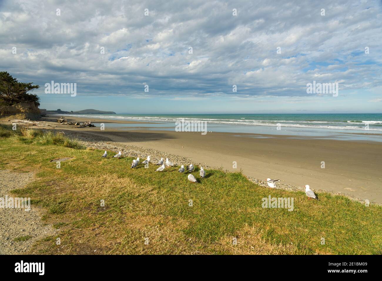 Collection of seabirds and gulls on the grass verge on the open sands