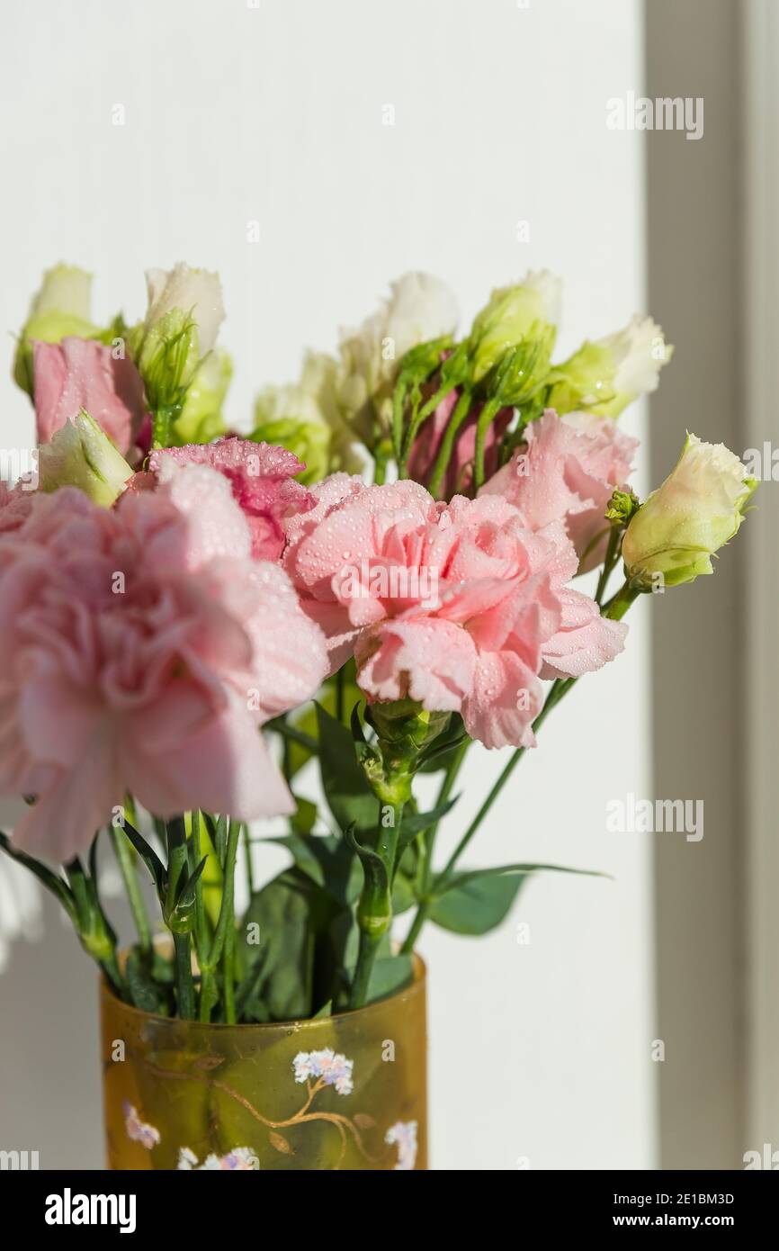 sweet pink carnation flowers on a white background with text space ...
