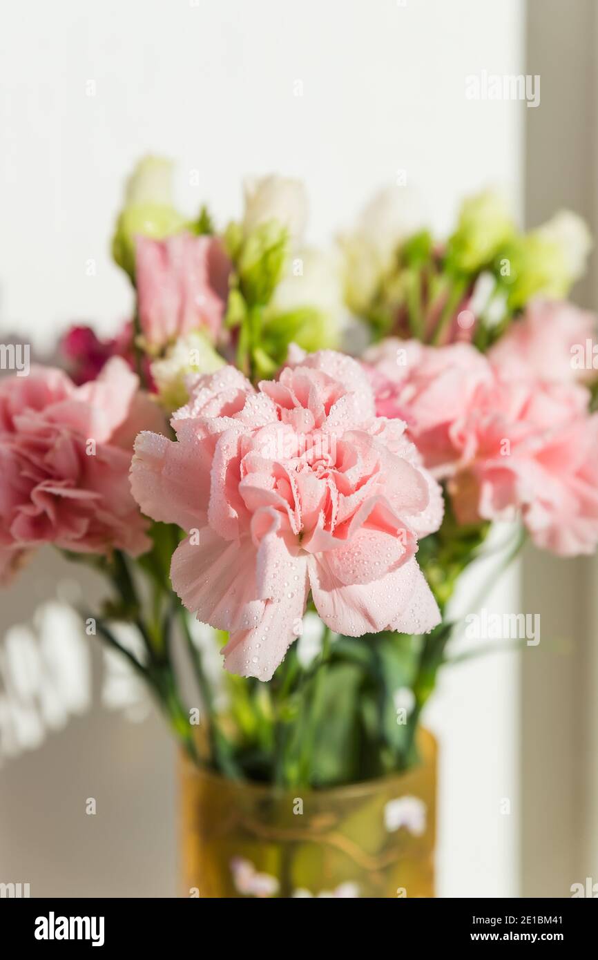 sweet pink carnation flowers on a white background with text space ...
