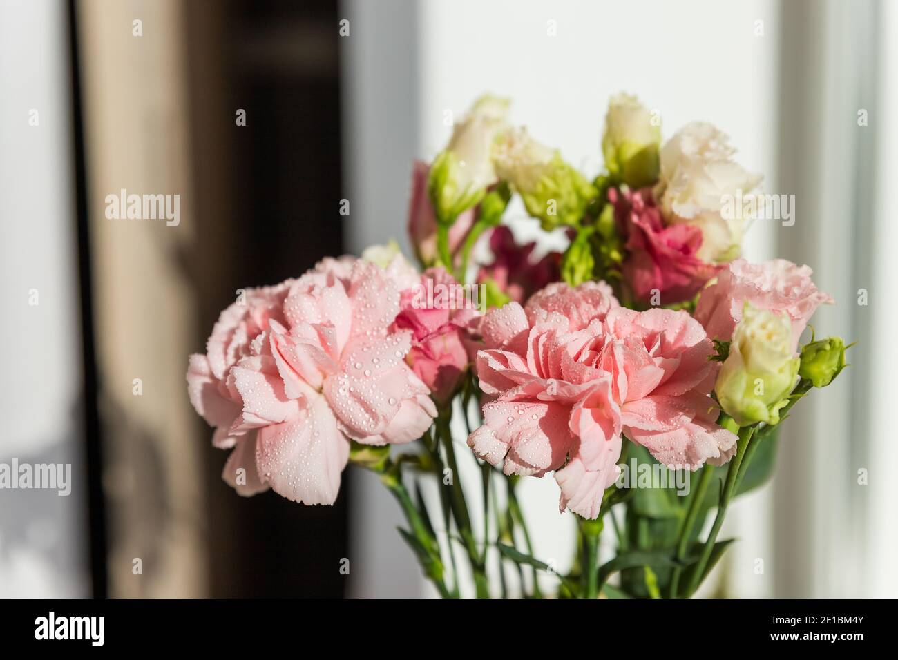 sweet pink carnation flowers on a white background with text space ...
