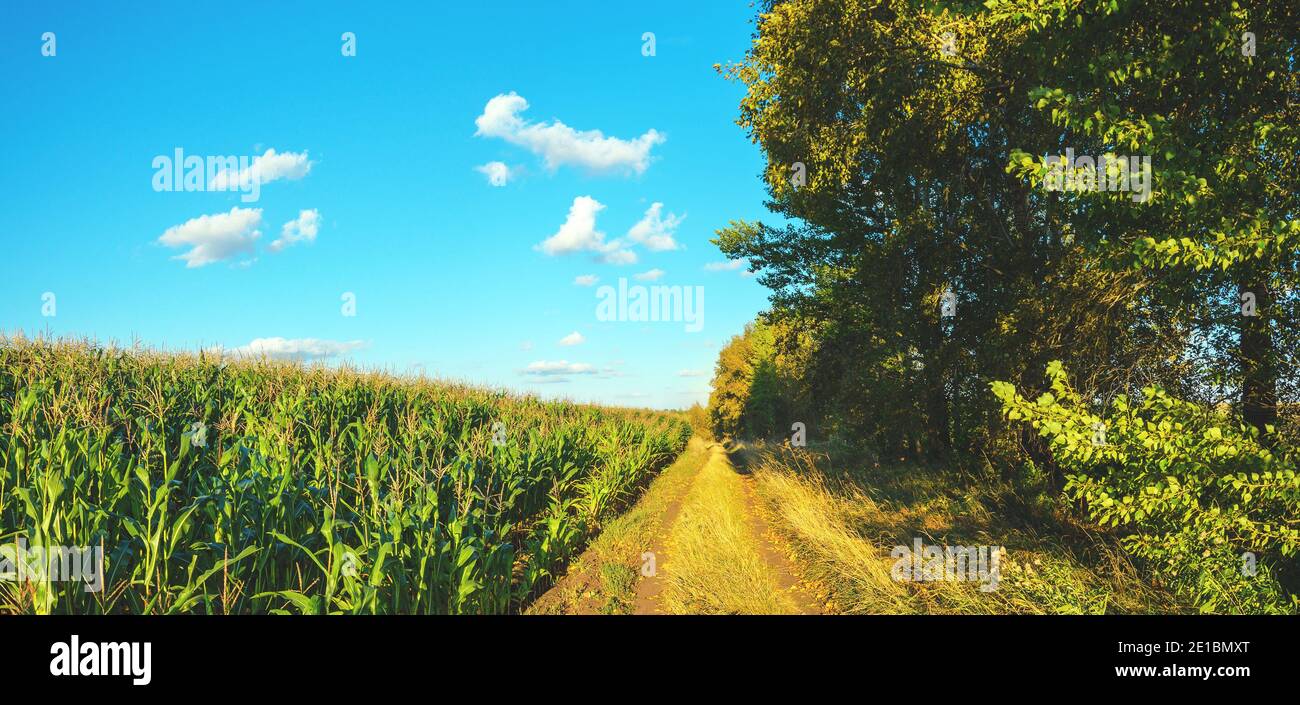Sunny summer rural landscape with green corn field and rural road at sunset Stock Photo