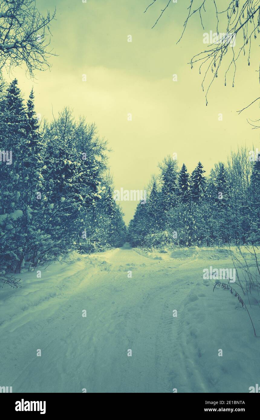Spruce tree during cold hi-res stock photography and images - Alamy