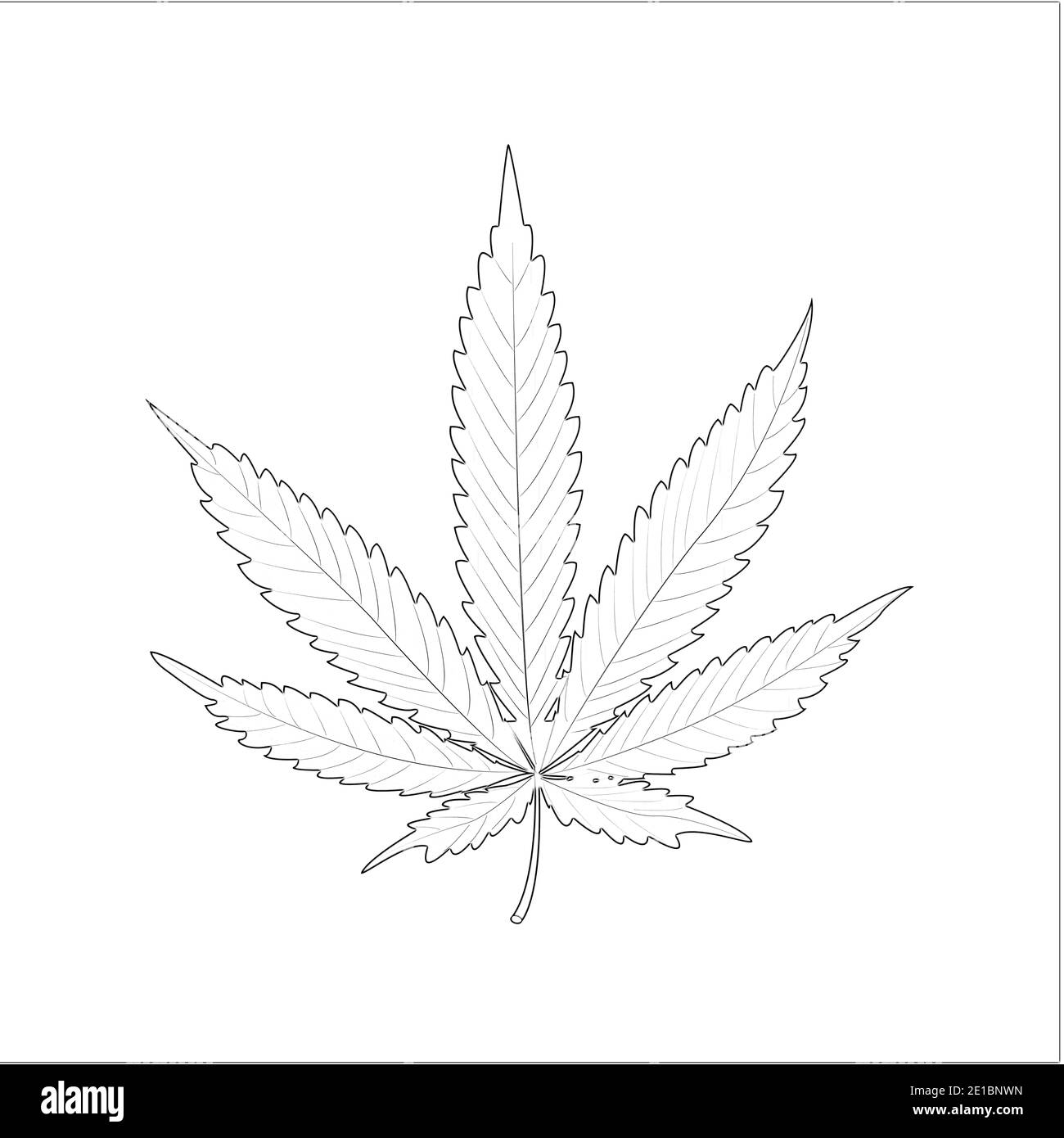 Drawing cannabis plant leaves Black and White Stock Photos \u0026 Images - Alamy, image size:1300x1390