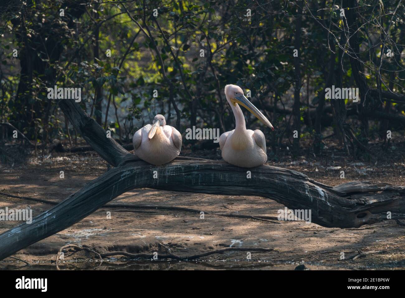 Migratory Birds, National Zoological Park, New Delhi, India Stock Photo