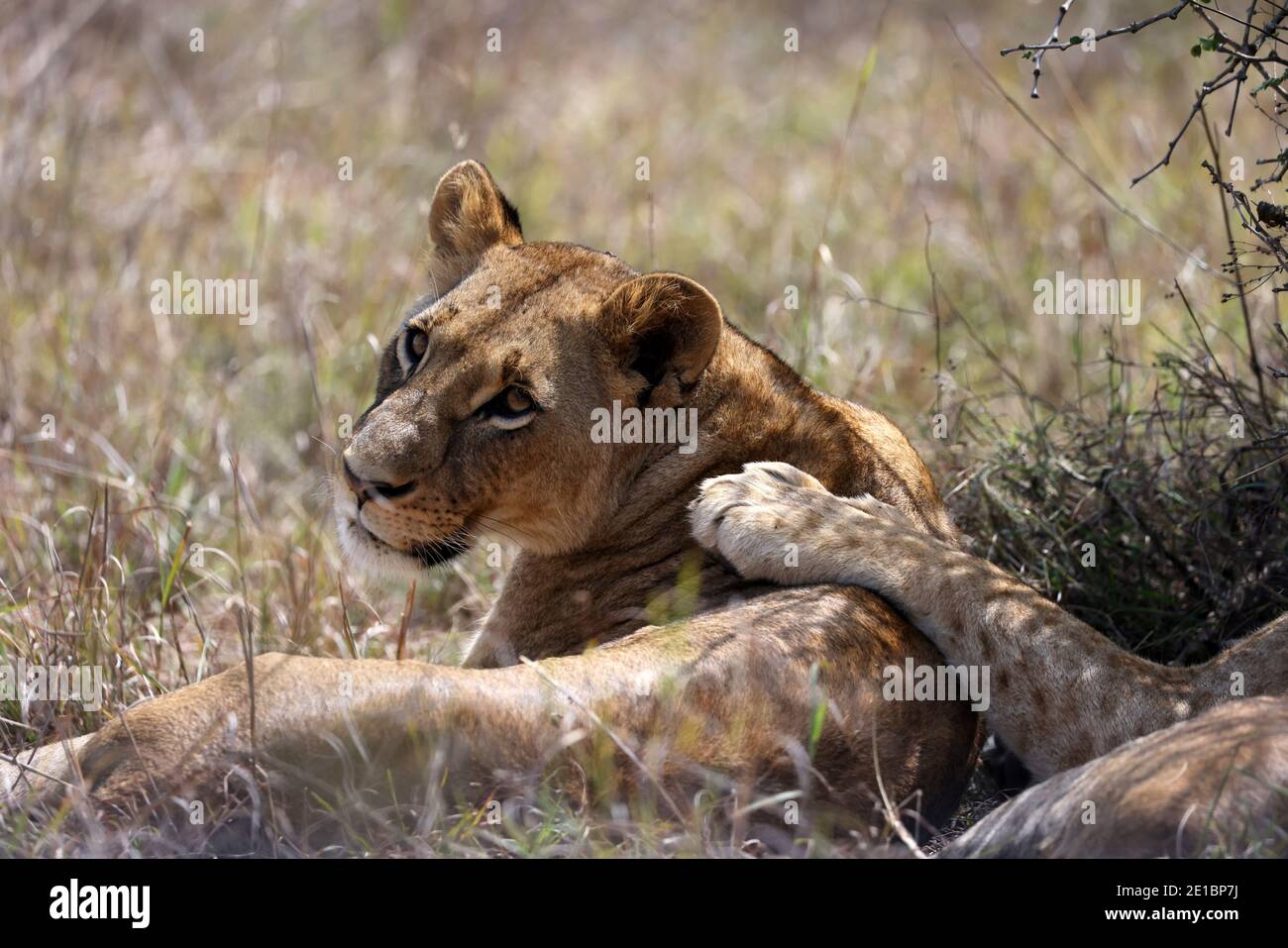 Lions rest inside the Nairobi National Park, Kenya, January 6, 2021. REUTERS/Baz Ratner Stock Photo