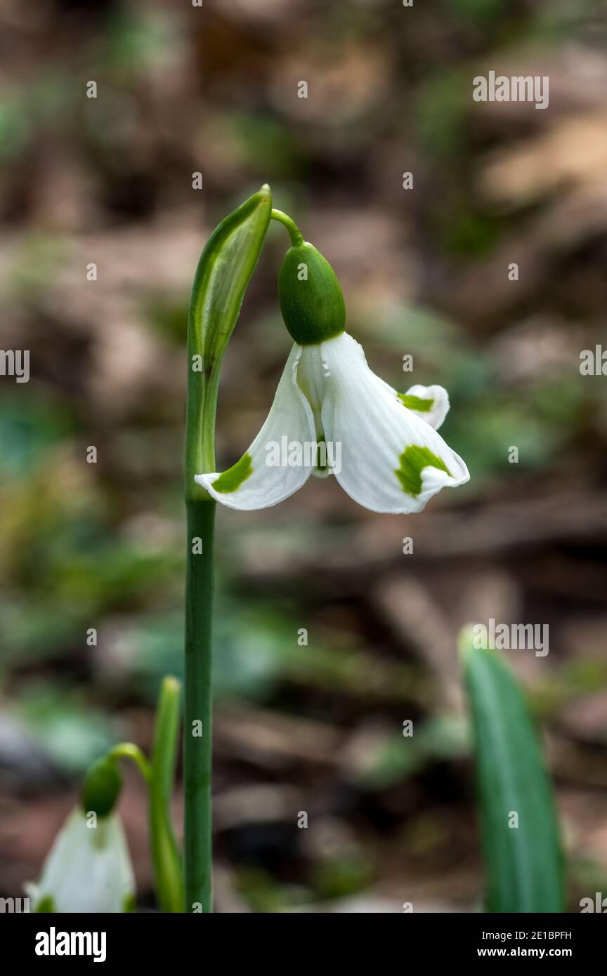 Snowdrop (Galanthus plicatus) 'Trym' a winter spring flowering plant with a white green springtime flower which opens in January and February stock ph Stock Photo