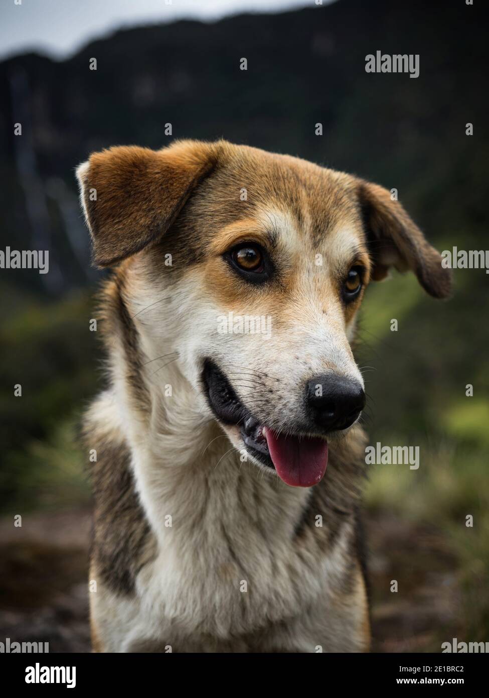 What Breed Is A Trail Dog