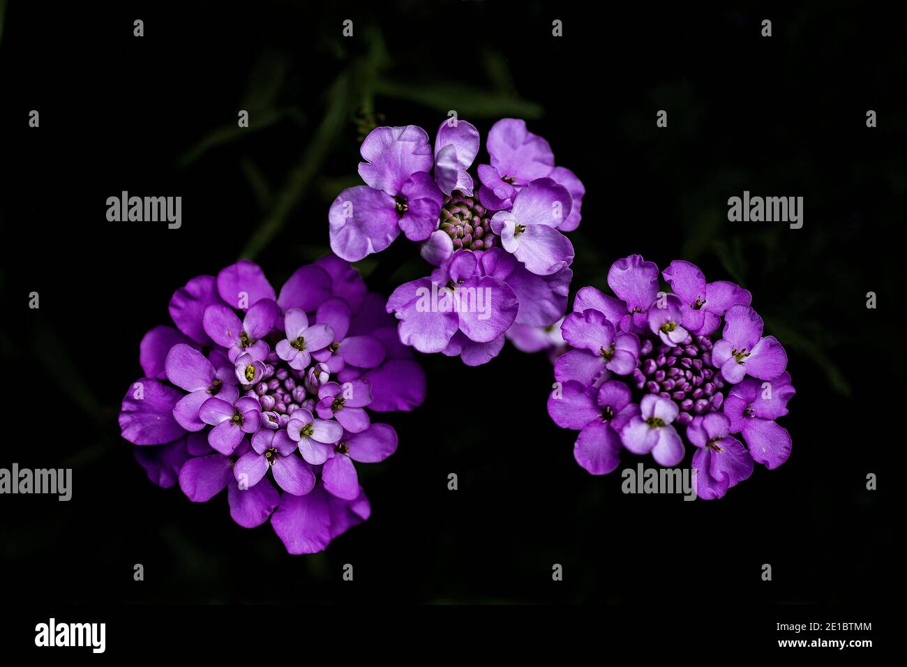 A trio of pink Candytuft flowerheads. Stock Photo