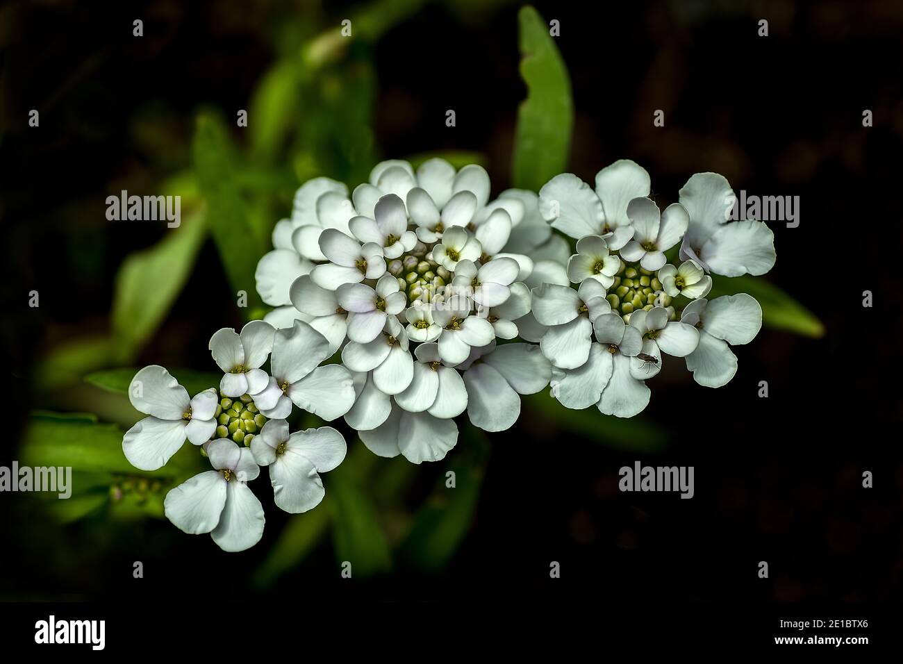 White Candytuft flowers Stock Photo