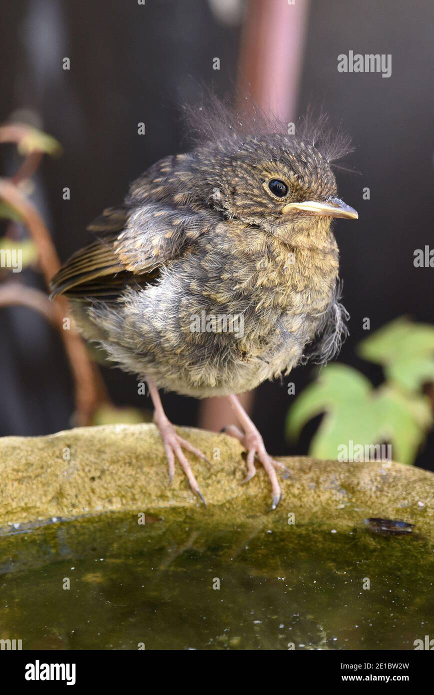 Fledgling Robin, Erithacus rubecula, with downy feathers in Cotswold