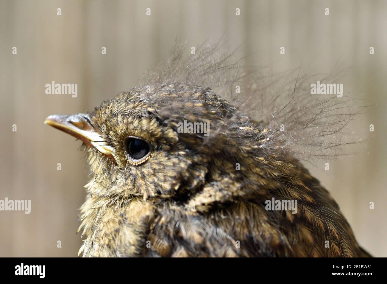 Fledgling Robin, Erithacus rubecula, with downy feathers in Cotswold ...