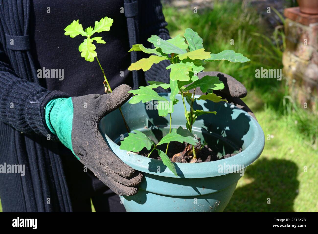 person planting oak saplings united kingdom Stock Photo