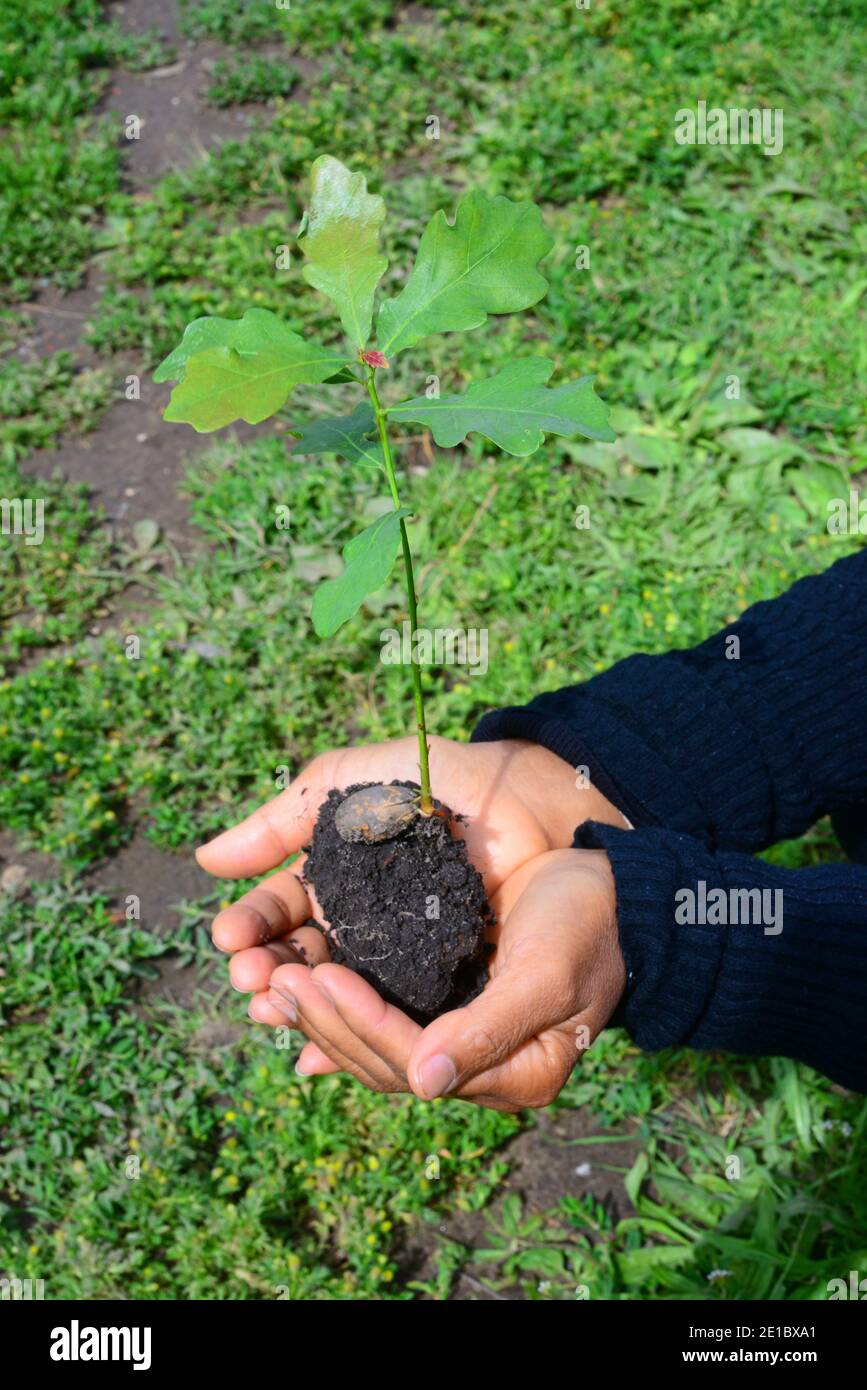 person holding oak sapling united kingdom Stock Photo