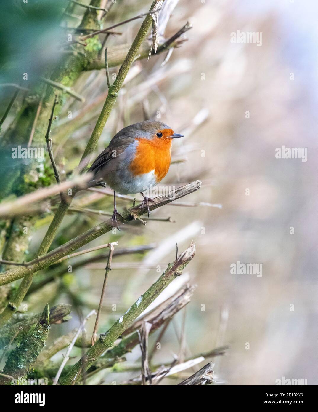 Robin. Birdwatching: Rose Cottage Wildlife Garden Stock Photo - Alamy