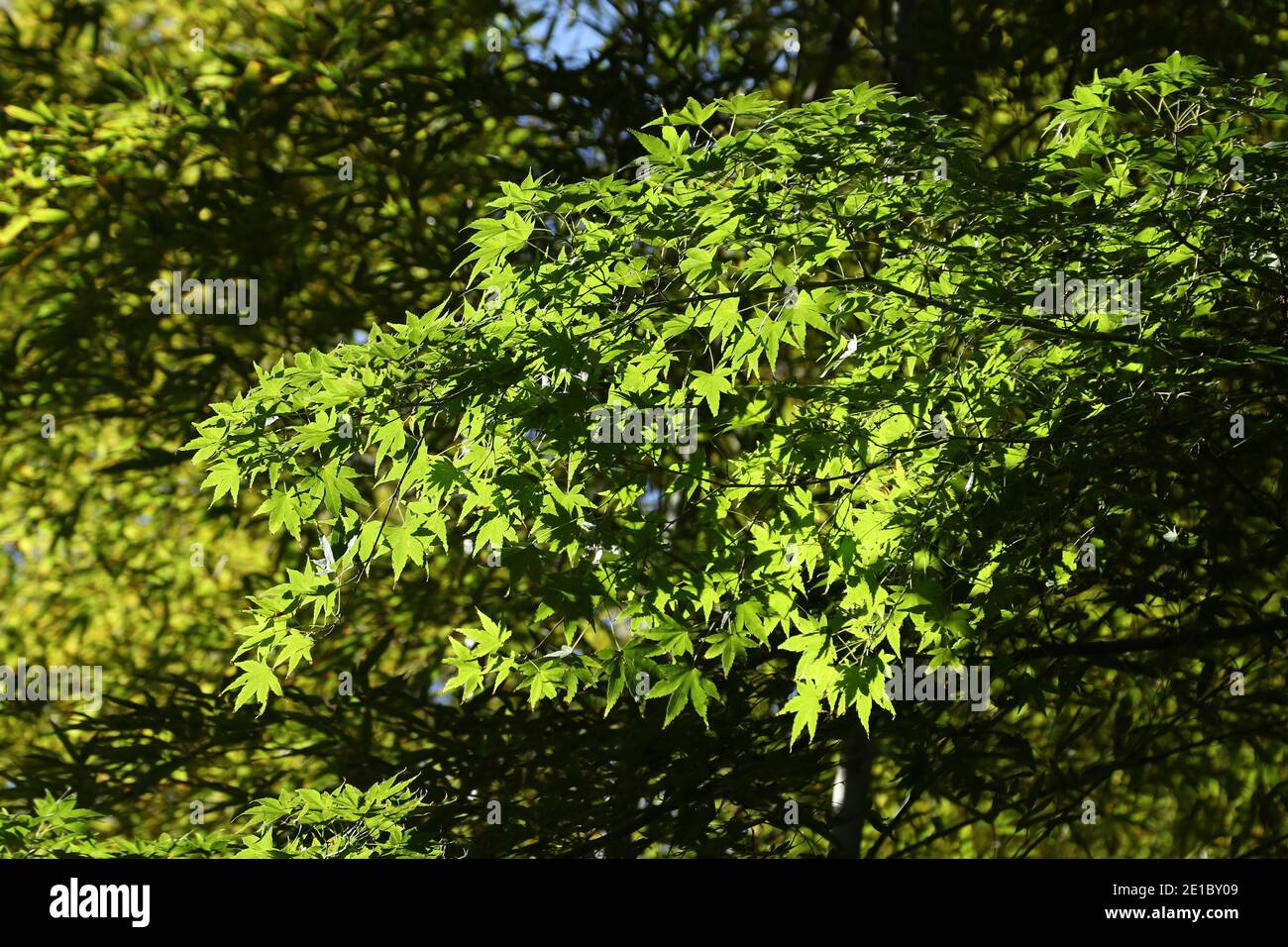 Downy Japanese Maple High Resolution Stock Photography and Images - Alamy