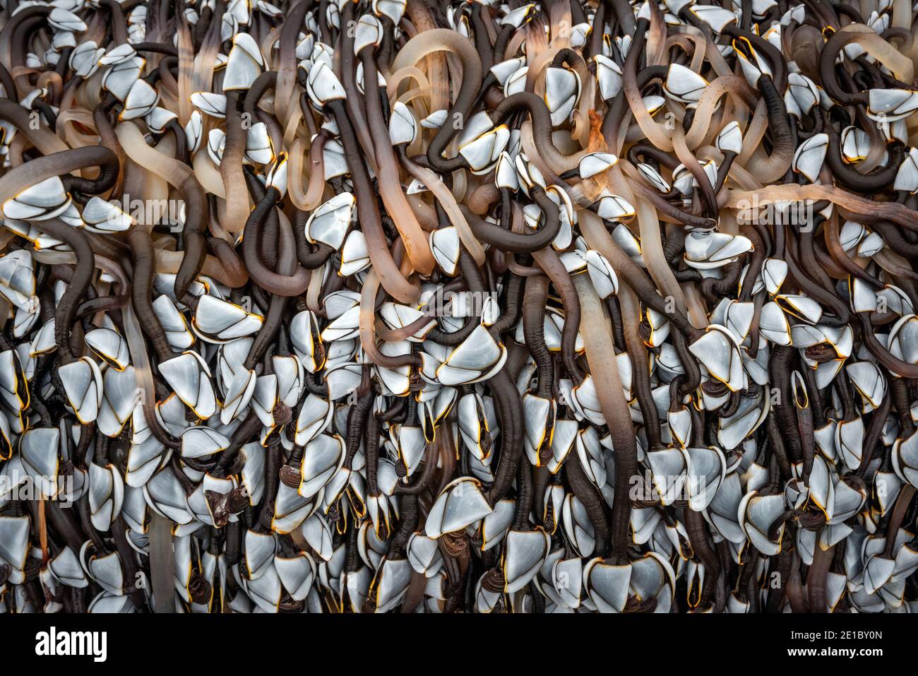 Thousands of Goose Barnacles (Pollicipes pollicipes) attached to a large piece of timber washed up on the beach at East Worthing, West Sussex, UK Stock Photo