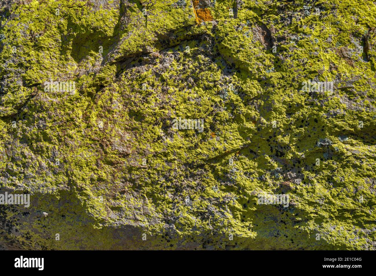 Lichens on rocks at Massai Point, Chiricahua National Monument, Arizona, USA Stock Photo