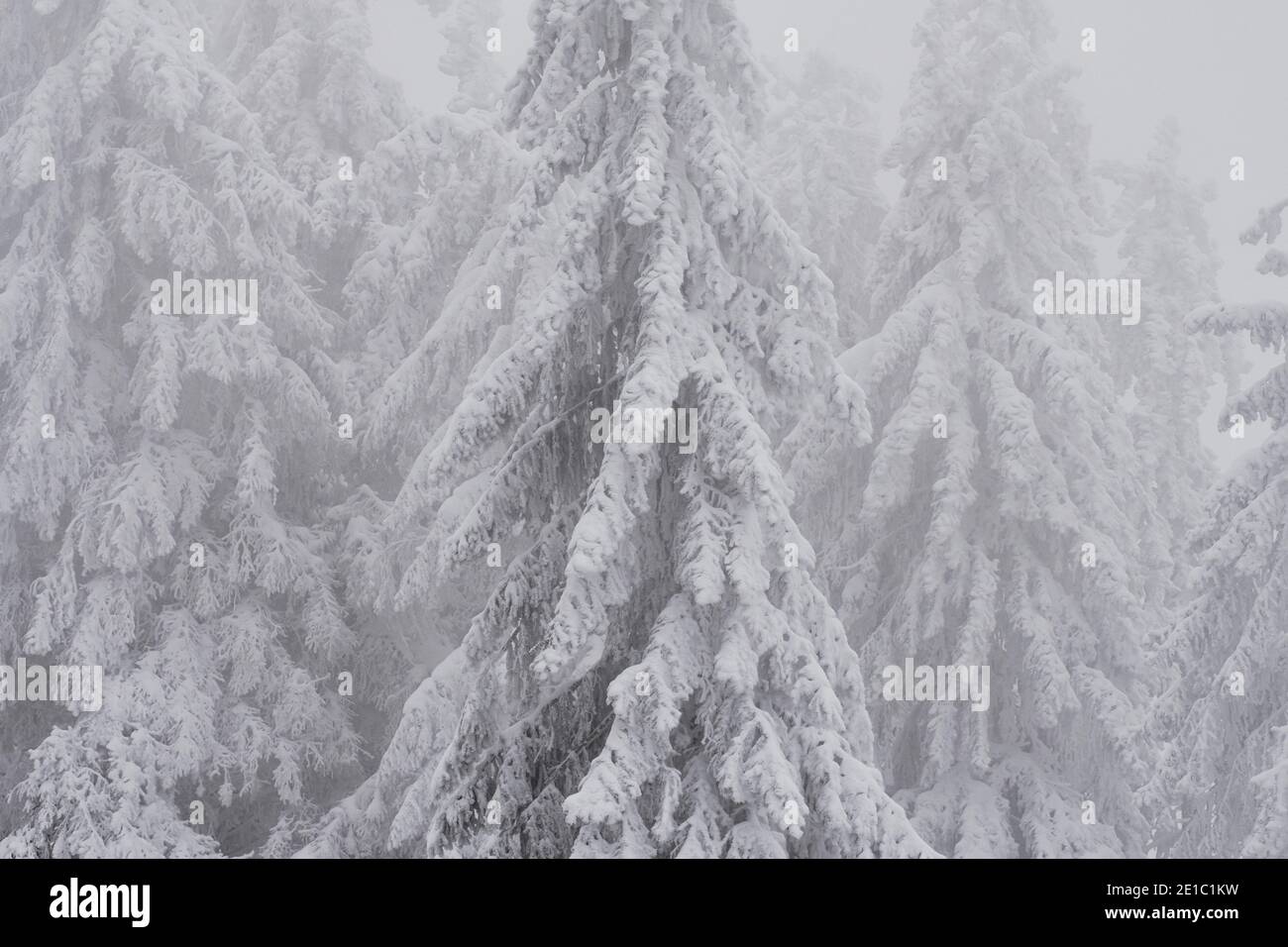 Snow covered coniferous trees (fir) in the forest on a frosty winter day. Stock Photo
