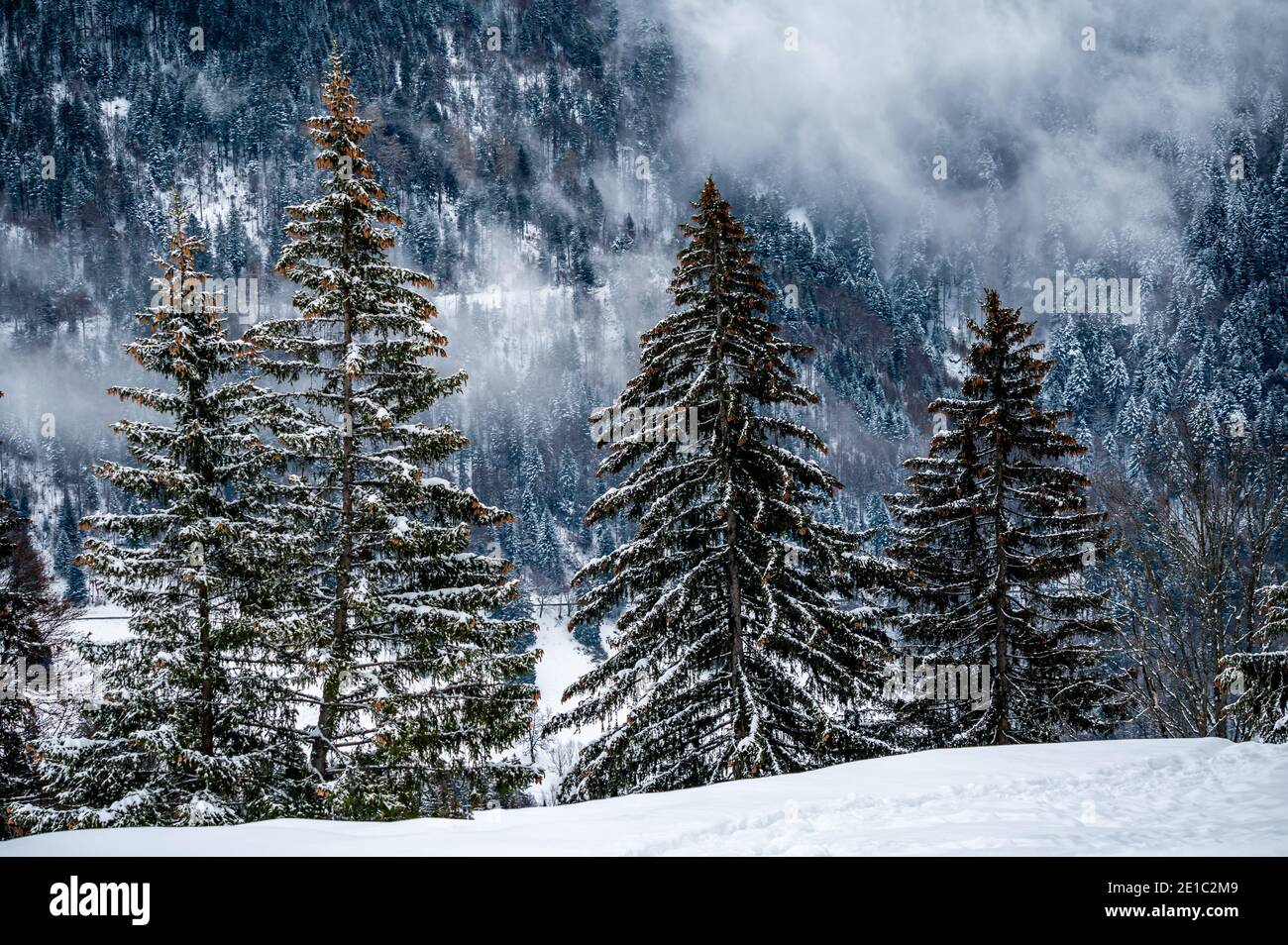 Zen frozen ice snow tree hi-res stock photography and images - Alamy