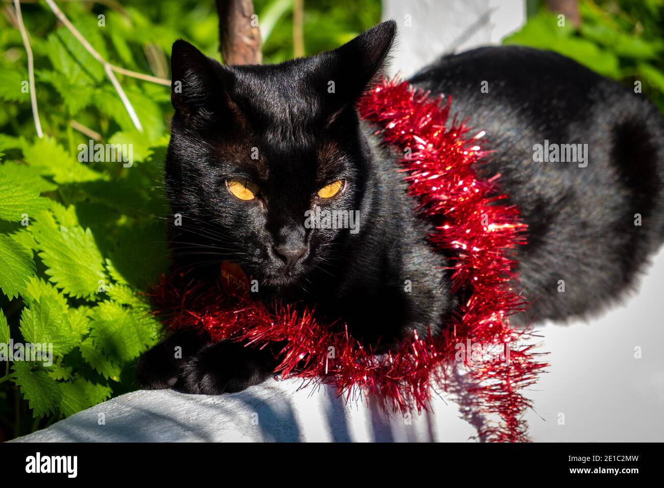 Black cat with red Christmas tinsel catching some sun in the garden. Stock Photo