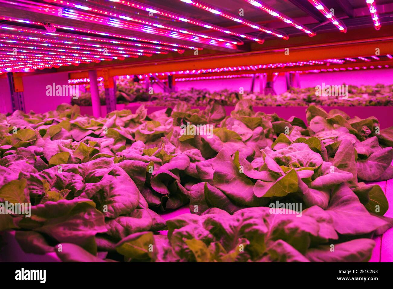 Special LED lights shine on lettuce in aquaponics system combining fish ...