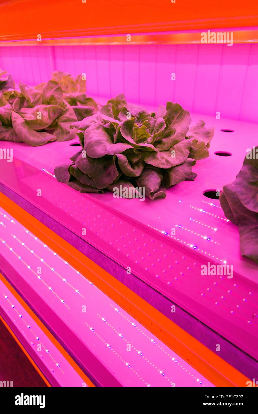 Special LED lights shine on lettuce in aquaponics system combining fish ...