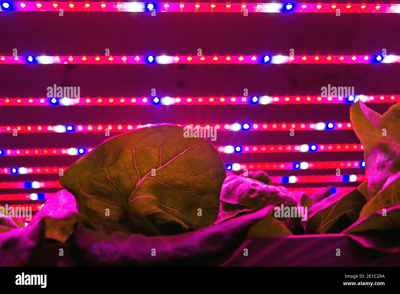 Special LED lights shine on lettuce in aquaponics system combining fish ...