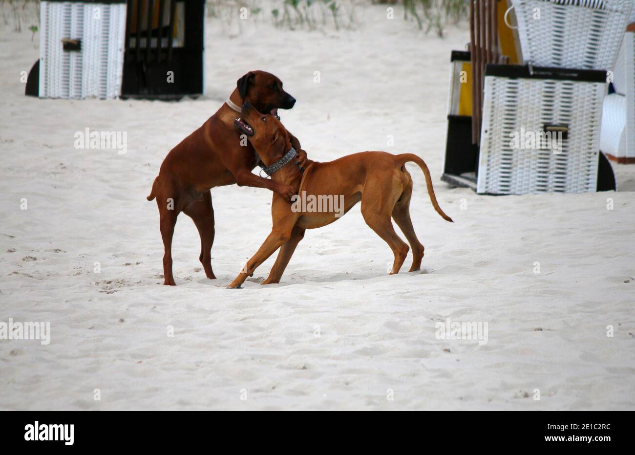 Hunde Strand High Resolution Stock Photography and Images - Alamy