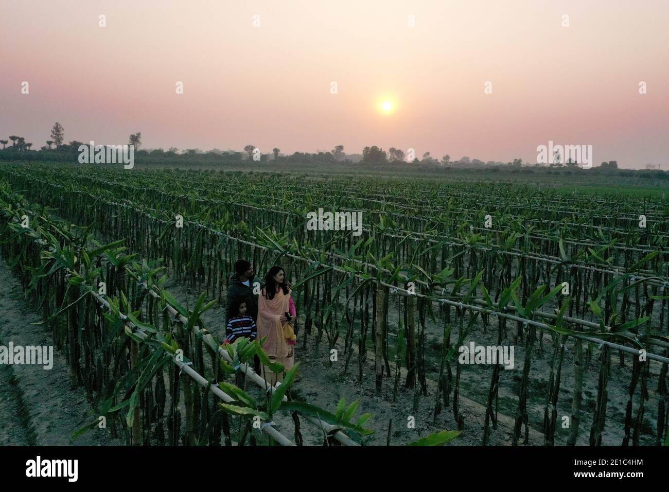 Nowga, Bangladesh - January 01, 2021: The Dragon harvesting plant at Sapahar in Nowga, Bangladesh. Stock Photo