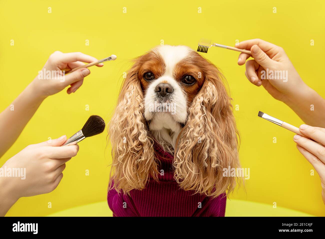 care for dog in four hands in spa beauty grooming salon, Humor cavalier king charles spaniel on yellow background. Close-up portrait Stock Photo