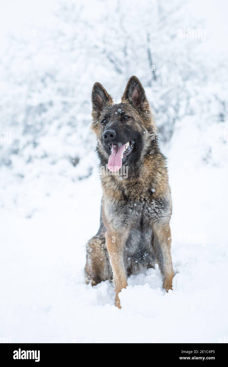 Long haired German Shepherd Dog female (Alsatian) sitting in the snow — free download
